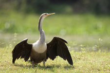 Anhinga, male